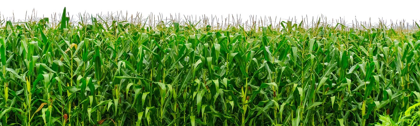Campo